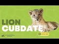 Tanganyika wildlife park lion cubdate attacking the boomer ball