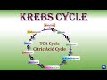 11 krebs cycle tca cycle citric acid cycle  carbohydrates metabolism  biochemistry