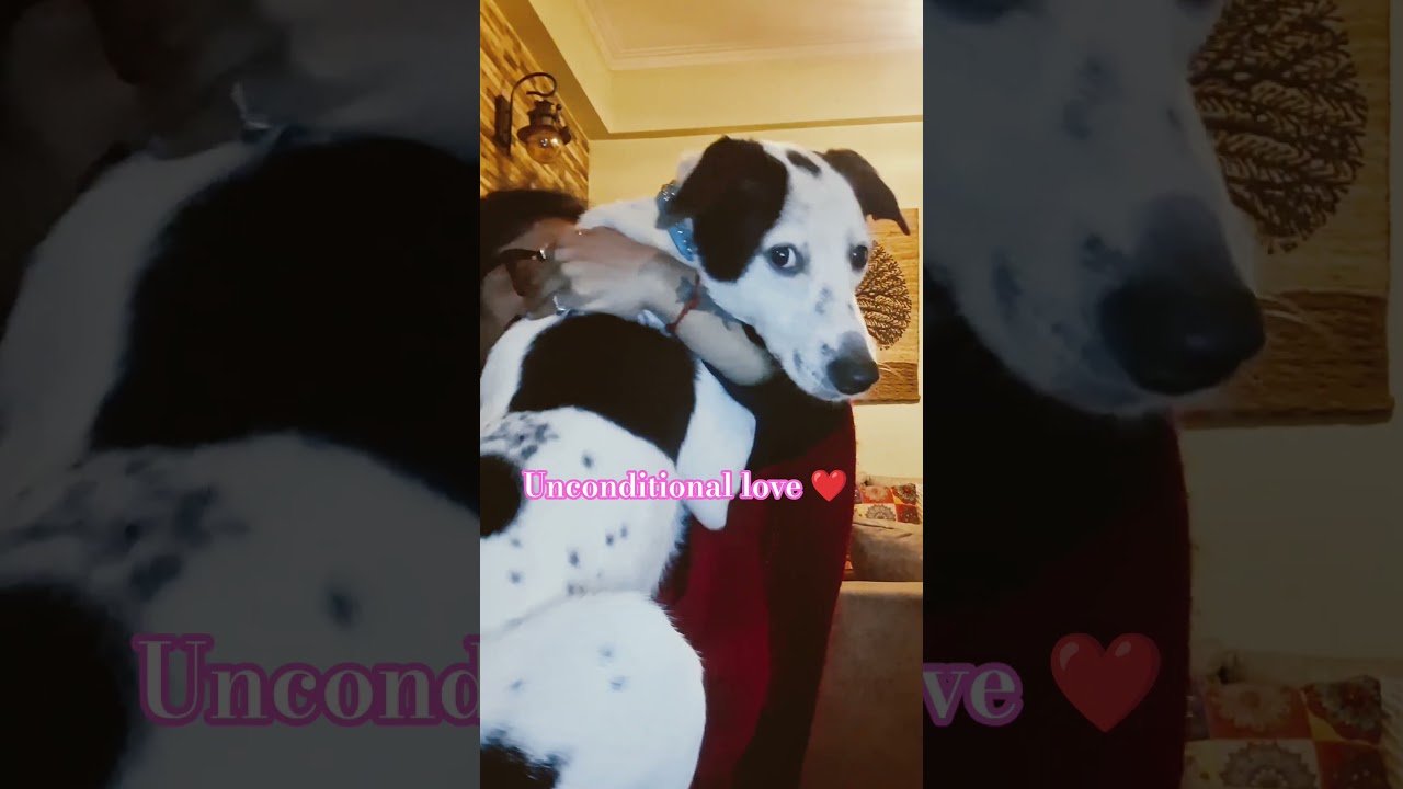 Безусловная любовь ❤️ 