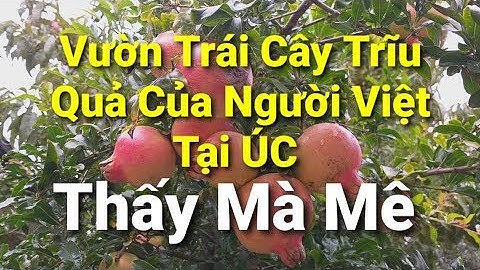 Cuộc sống ở Úc  : Khám phá vườn cây đầy trái Của Người Dì nhìn là mê liền tại ÚC