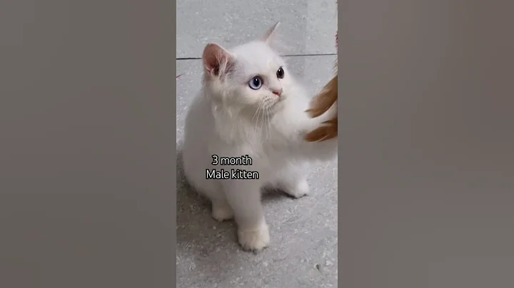 Video 10267501: persiankitten cat kitten, calico persian kitten, cat litter training, cat kitten pets, eyes cat kitten, cat male kitten, cats catlover, odd eyes cat, food catlover, longing