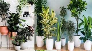 نباتات منزلية لا تحتاج للشمس | أسماء النباتات الداخلية | النباتات المنزلية لتنقية الهواء