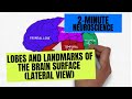 2-Minute Neuroscience: Lobes and Landmarks of the Brain Surface (Lateral View)