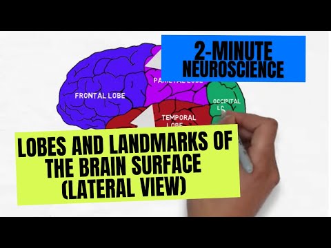 2-Minute Neuroscience: Lobes and Landmarks of the Brain Surface (Lateral View)