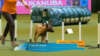 09-03-2017 Crufts 2017 - British Open - Cris&INKA 