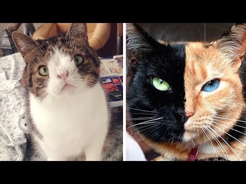 Video: Können Katzen Und Weihnachtsbäume Nebeneinander Existieren?