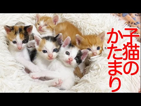 花園あの 10/24 【にゃんこ】ネコネコネコ猫多重結界ロングスリーブ 花園あの様専用 10/24 【にゃんこ】ネコネコネコ猫多重結界