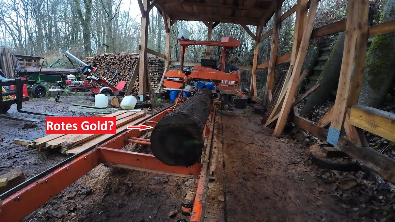 Kennst du diese Holzart? Eine echte Rarität auf dem Sägewerk – Exotische Japanische Sicheltanne!