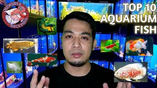 top 10 aquarium fishes na madali / magandang alagaan