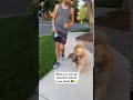 Dog Carries Teddy Bear While Going For Walk - 1146470
