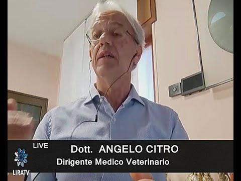 Video: Cos'è il caseificio checkoff?