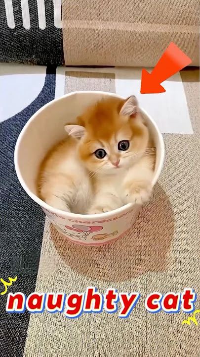 The mischievous little kitten .#cat #pets