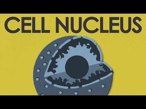 Video: Ce parte a unei case este ca un nucleol?