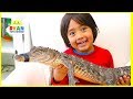 Surprise ryan with pet crocodile