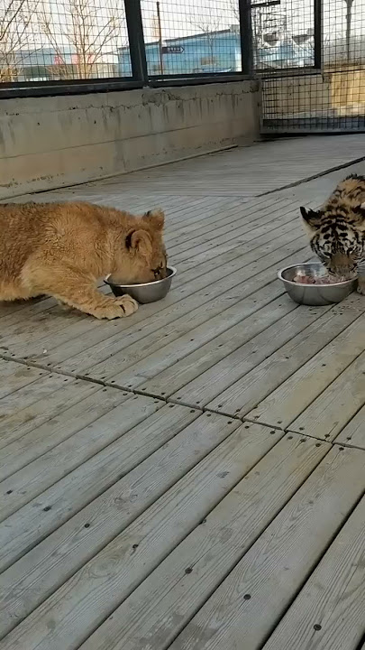 Lions grab food from tiger cubs, this is bullying