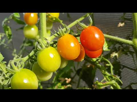 Cherry tomatoes | Plant in our balcony | Seed plant