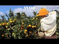 나 혼자 제주 JEJU VLOG | 귤따러 간 10월의 제주🍊