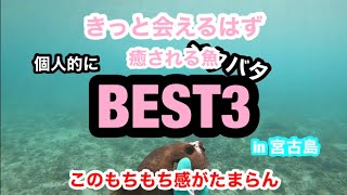 #9「出会うと癒される魚BEST3」魚突き初心者　宮古島