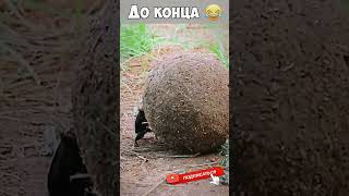 Смешные моменты🤣🤣Неудачные моменты🤣🤣#юмор #смех #fun #jokes #приколы