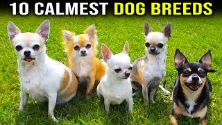 Top 10 Calmest Dog Breeds