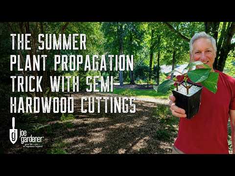 The Best Time to Take Semi-Hardwood Cuttings + How to Root Them
