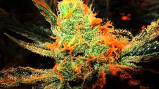 Berner- Come On