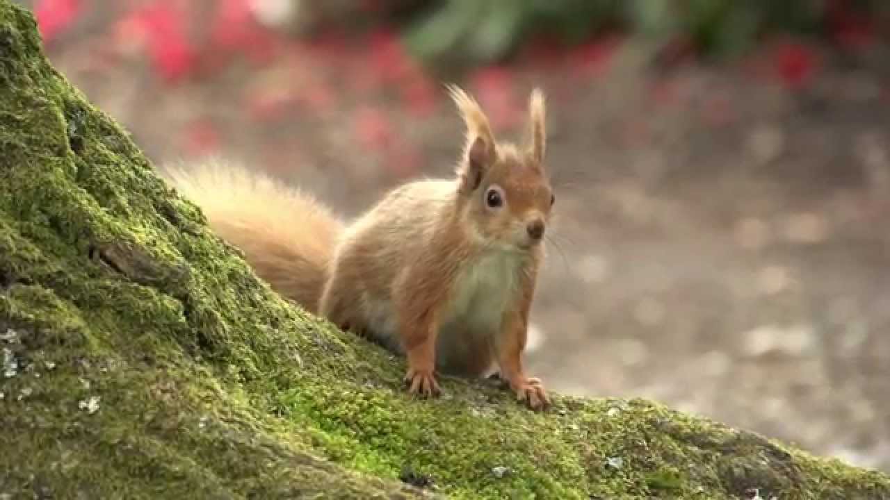 Red Squirrels - Eden Shorts Entry - YouTube