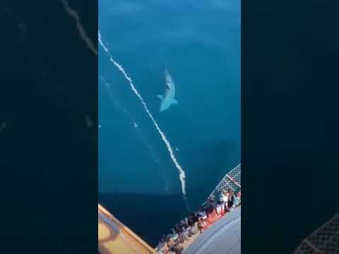 cruise ship jumper shark video