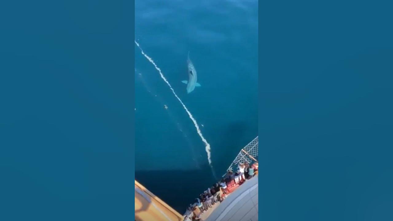 cruise ship passengers shark