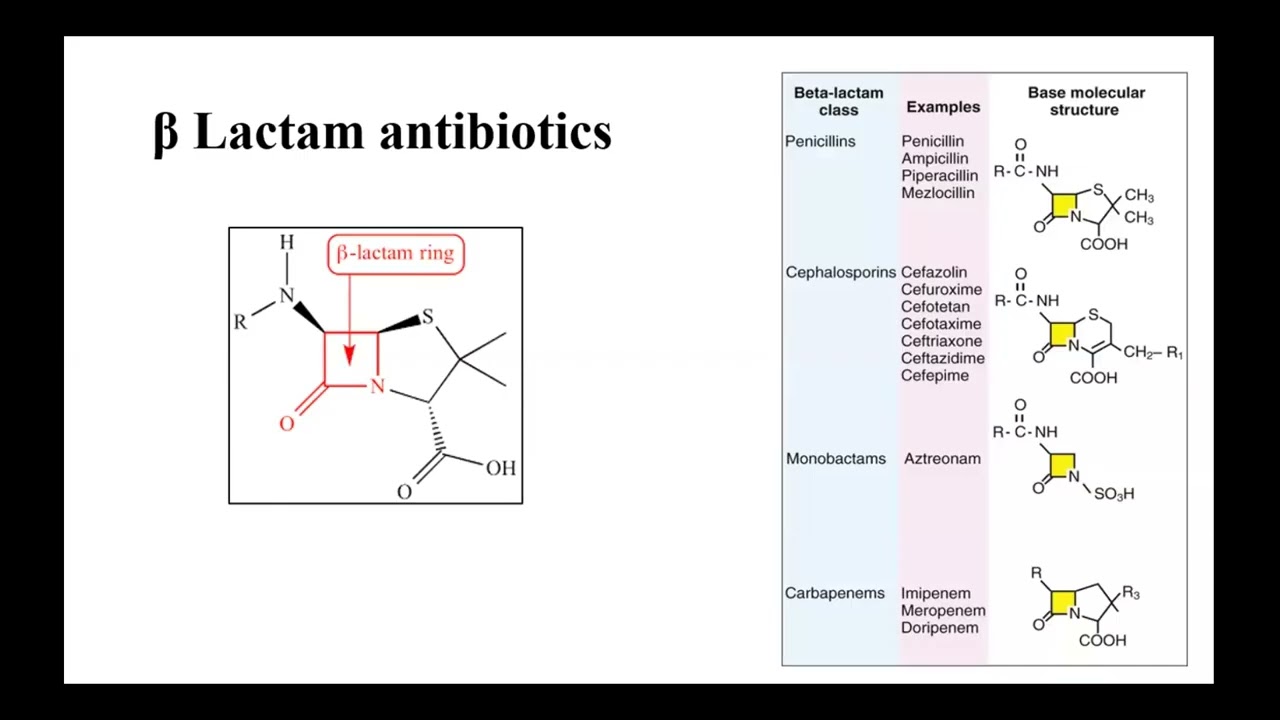 أ د ريم المسيرى The gram negative nightmare