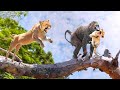 Scary! The Moment the Baboon Caught a Lion Baby| Mother Lion Angry Revenge Too Terrible