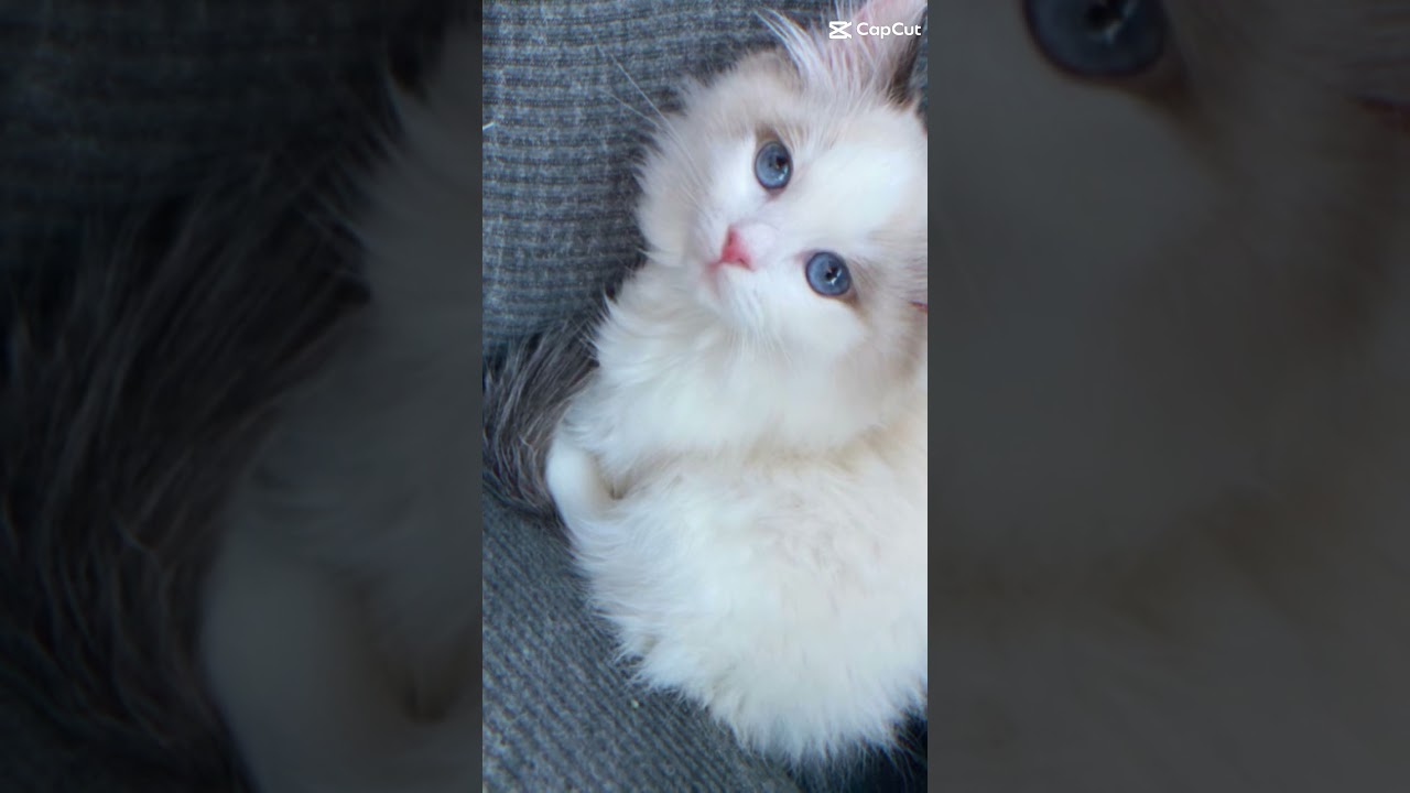 terpesona dengan kucing ( jangan lupa subscriber )