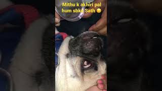 RIP Our dogs final momentsMyson k akhiri pal|emotional video| #shorts#dog#death#youtube