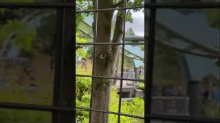 Galactica Roller Coaster Ride At Alton Towers #themepark #rollercoaster