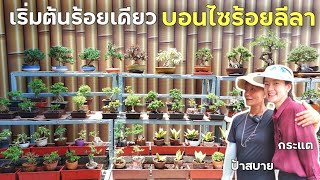 เริ่มต้นร้อยเดียว บอนไซจิ๋ว Mini  Bonsai สวนบอนไซร้อยลีลา