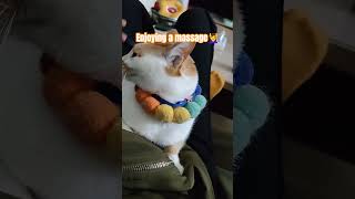 Download Lagu Massage #cat #cute #animal #catlife #animallife #massage MP3 Download Lagu Massage #cat #cute #animal #catlife #animallife #massage MP3