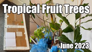 Tropical Fruit Tree Unboxing From Canarius (Mangos, Lychee, Starfruit, Bananas & Rose Apple)