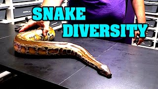 Diversify your Reptile collection?  I get bit by a blood python!!