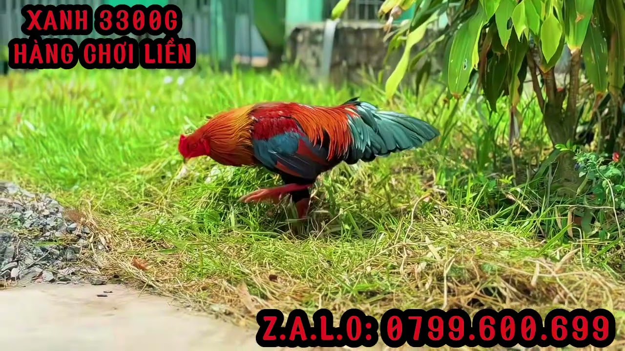 TG - Trần Cường. #top 3 Hàng Chơi Liền (Mùng 5). ALO 0799.600.699