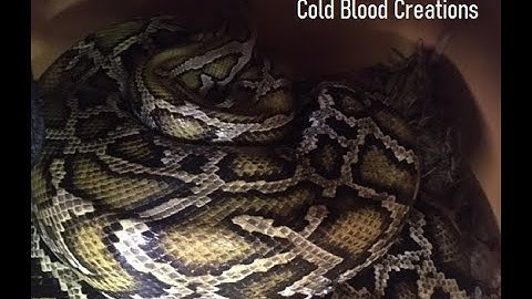 Burmese Python Breeding update 6-2-22