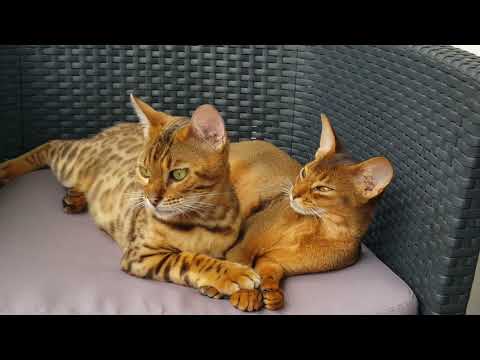 Wideo: Zespoły Paranowotworowe U Kotów