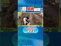 【on.cc東網】動物世界：主人不敵4隻大狗　被迫甩褲露股散步