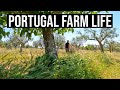 Beautiful, Simple Living in Portugal | PORTUGAL FARM LIFE