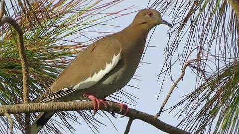White-winged Dove Cooing Bird Sound Video: Bird Songs Western North America-Relaxing Peaceful Sounds