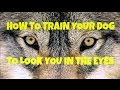 Dog Training Basics: How To Train Your Dog To Look You In The Eyes Dog Training Basics: How To Train Your Dog To Look You In The Eyes