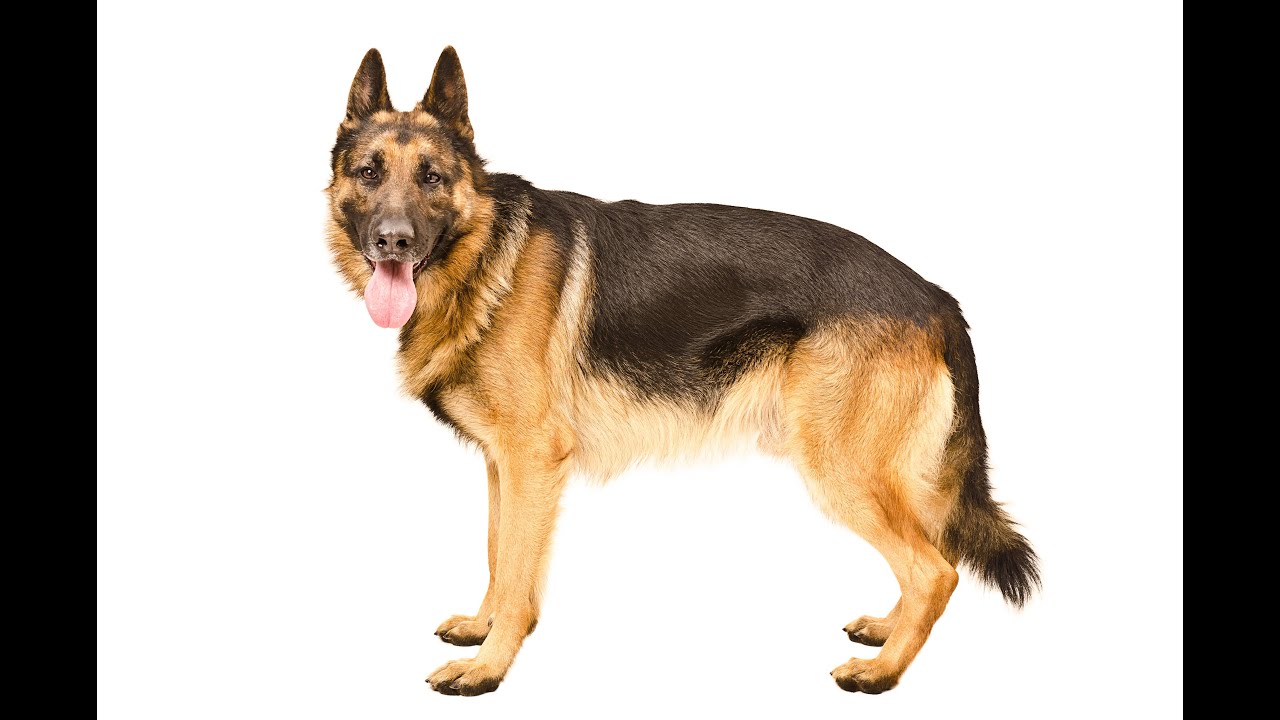 arthritic-dogs-how-to-help-joint-pain-in-dogs-dog-stiff-joints