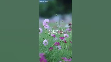 سورة ق ✨بصوت الشيخ ❤️ ياسر الزيلعي💙✨