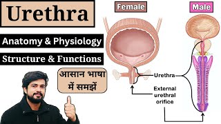 Urethra Anatomy and Physiology in Hindi || Male & Female Urethra || Nursing | Pharmacy | MLT | GNM