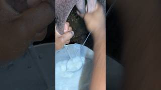 18-20 लीटर दूध देने वाली गाय/भैंस को कितना दाना देना चाहिए #shorts #shortvideo #viral   #cow #milk