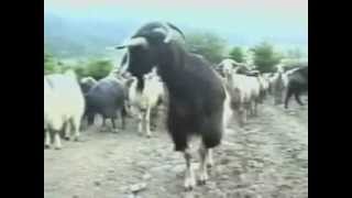 Жизнь Пастухов В Аныхе